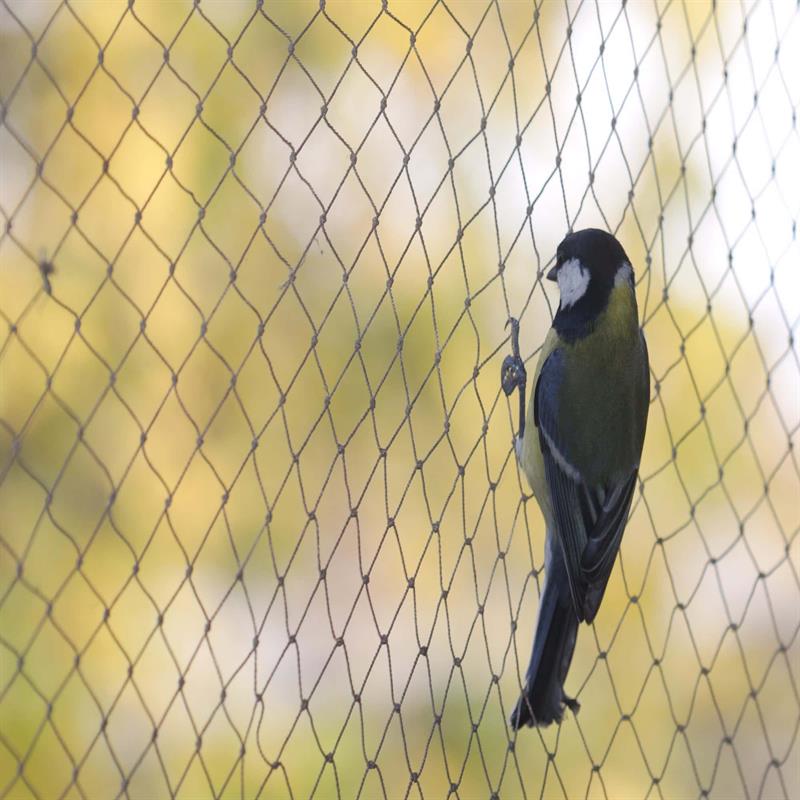 Bird Protection Net Installation in Vijayawada